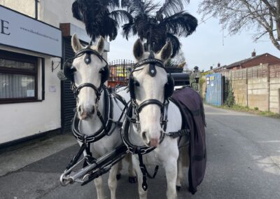 Funeral horses prepared for procession by Walkers Funeral Service Wigan and St Helens